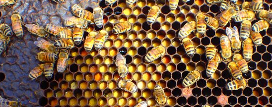 avoid large pollen reserves